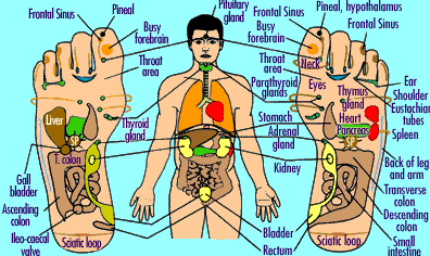 Reflexology 0 Reflexology