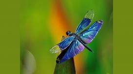 Dragonfly Holistics